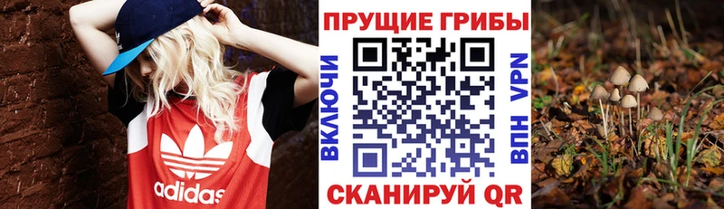 Купить  Белая Холуница  Псилоцибиновые грибы прущие грибы 